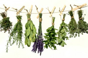 herbal plants their uses